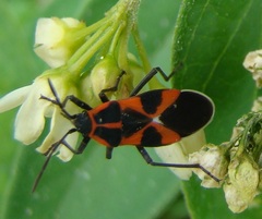 Tropidothorax leucopterus