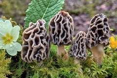 Morchella fluvialis