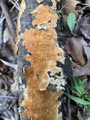 Steccherinum ochraceum