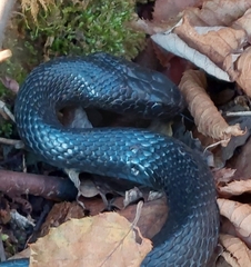 Hierophis viridiflavus carbonarius
