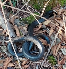 Hierophis viridiflavus carbonarius