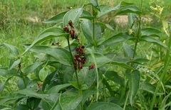 Tropidothorax leucopterus