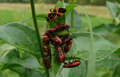 Tropidothorax leucopterus