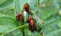 Tropidothorax leucopterus