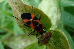 Tropidothorax leucopterus