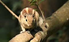 Funambulus palmarum