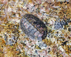 Acanthopleura gemmata