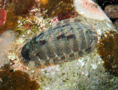 Rhyssoplax baliensis