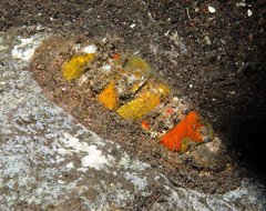 Rhyssoplax baliensis