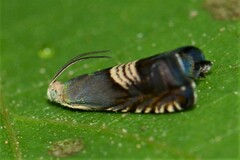 Grapholita compositella