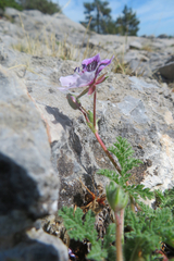 Erodium glandulosum