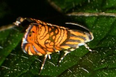 Hilarographa