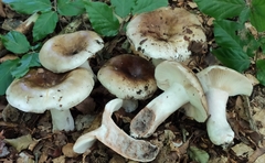 Russula densifolia