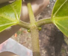 Erythrina × fluminensis