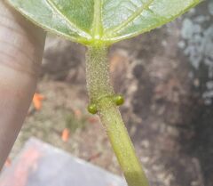 Erythrina × fluminensis