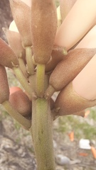 Erythrina × fluminensis