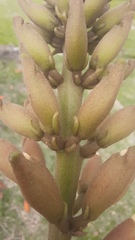 Erythrina × fluminensis