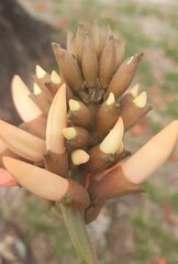 Erythrina × fluminensis