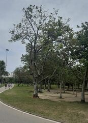 Erythrina × fluminensis