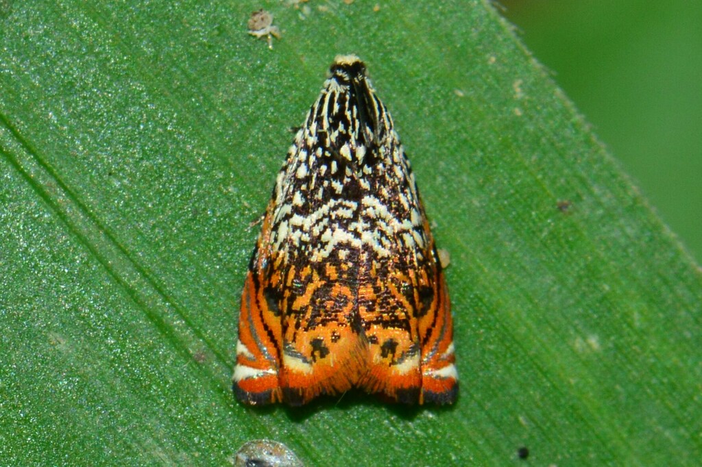 Sirindhornia