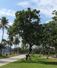 Erythrina × fluminensis