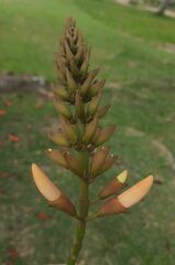 Erythrina × fluminensis