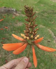 Erythrina × fluminensis
