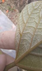 Erythrina × fluminensis