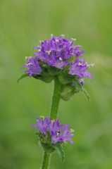 Campanula cervicaria