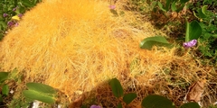 Cuscuta tinctoria
