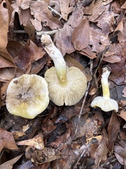 Tricholoma subsejunctum