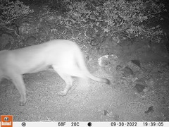 Puma concolor couguar