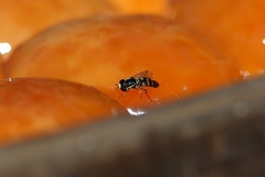 Ischiodon scutellaris