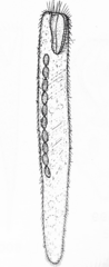 Condylostomum patulum