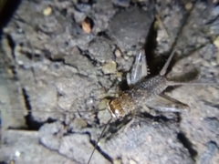 Gryllodes sigillatus