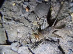 Gryllodes sigillatus