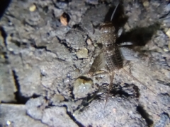 Gryllodes sigillatus
