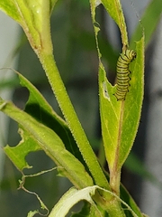 Danaus erippus