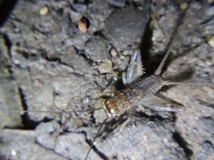 Gryllodes sigillatus
