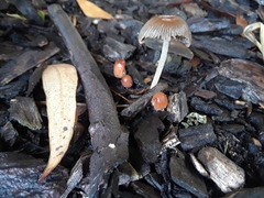 Coprinellus micaceus