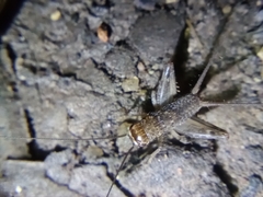 Gryllodes sigillatus