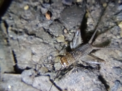Gryllodes sigillatus