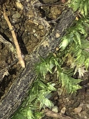 Hygroamblystegium varium