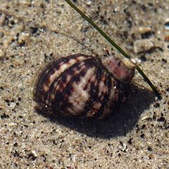 Nucella emarginata