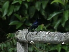 Molothrus oryzivorus