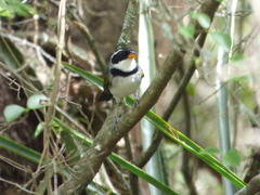 Arremon flavirostris