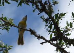 Pachyramphus viridis