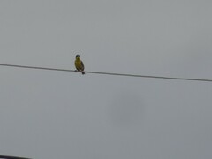 Emberiza melanocephala