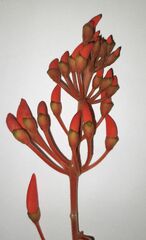 Erythrina verna