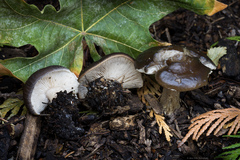 Melanoleuca melaleuca